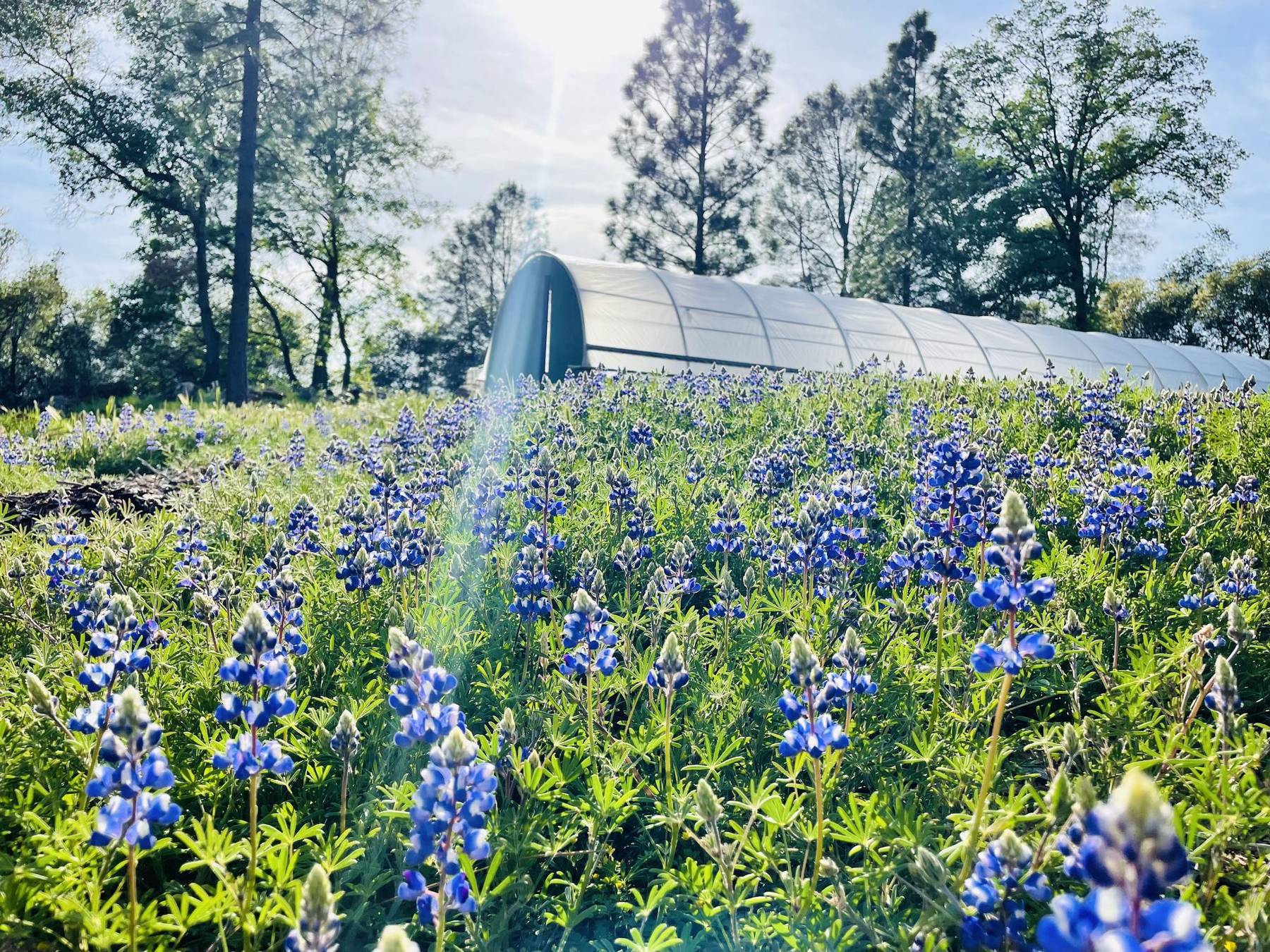 Purple lupines