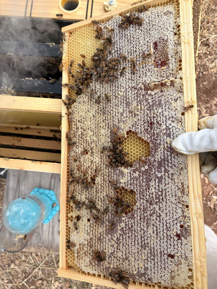 A frame of capped honeycomb