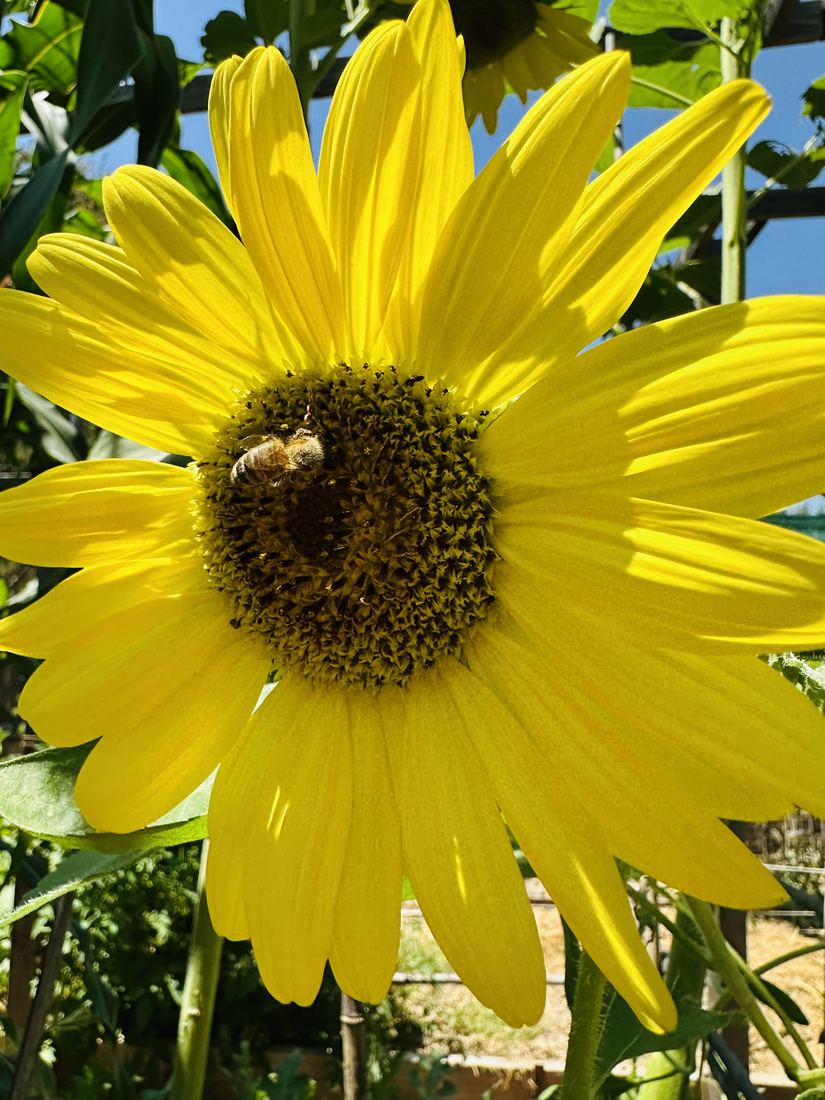 A bee on a bright yellow sunflower