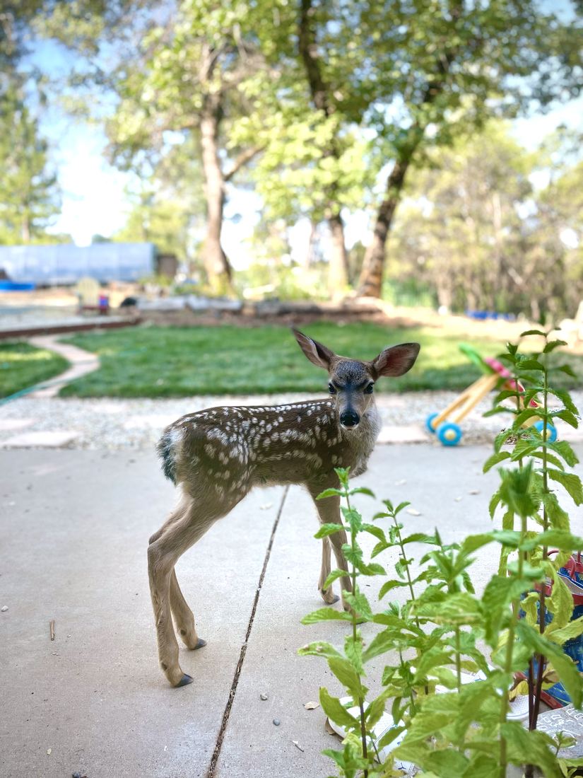 A spotted fawn standing on the driveway