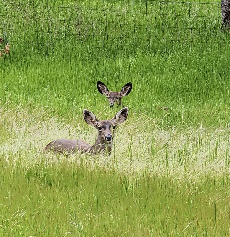 Two deer resting in tall green grass
