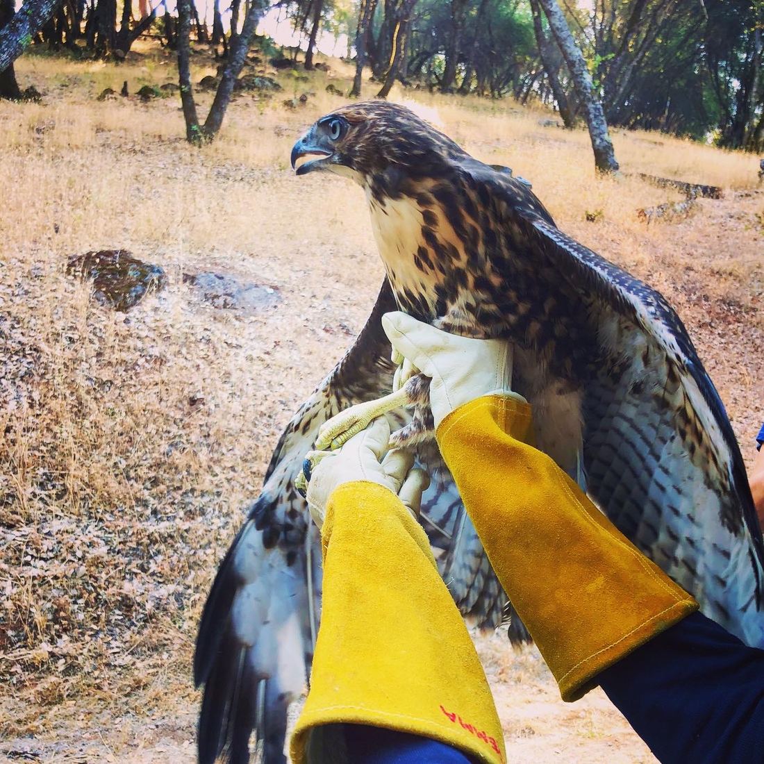 A hawk perched on a gloved hand