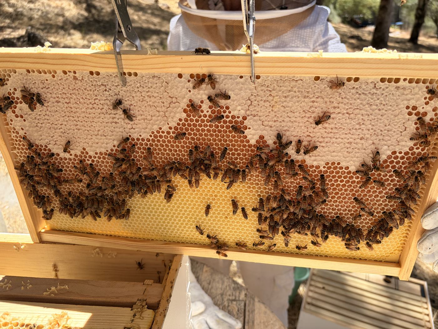A frame of honeycomb covered in honeybees