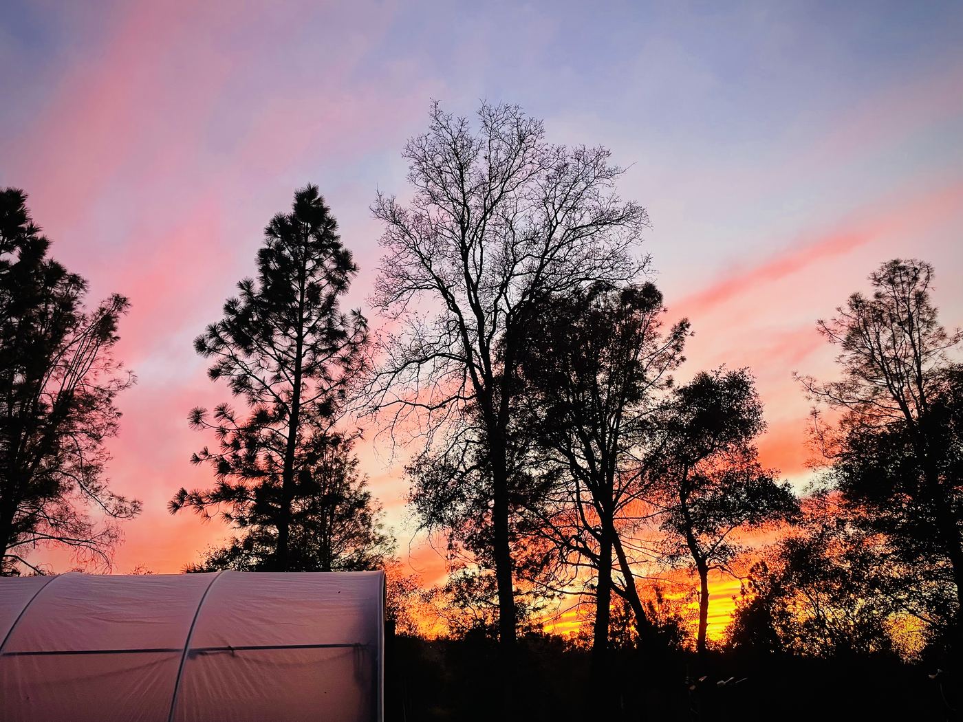 A pink sunset behind the trees
