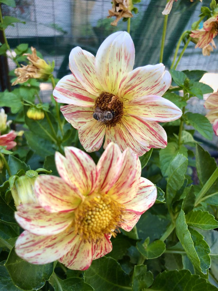 Cream and pink dahlias with a honeybee